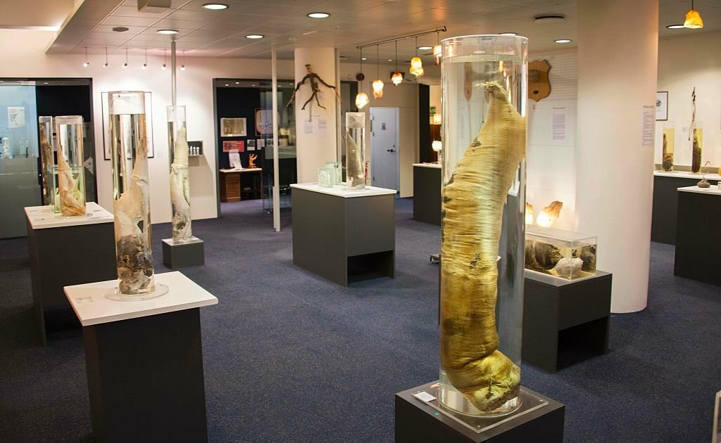 The Icelandic Phallological Museum in Reykjavík is dedicated to penises and penile parts. HALLDOR KOLBEINS/AFP VIA GETTY IMAGES
